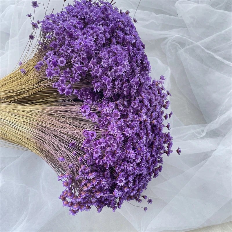 Bluejw Daisy Decorative Dried Flowers 50 Stems Natural Dry Flowers Brazilian Small Star for Wedding Home Decor - Dried Plants Included - Image 3