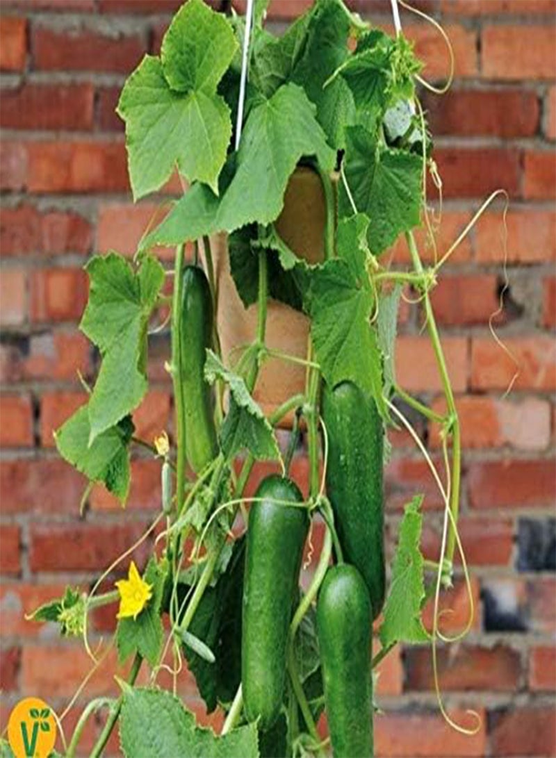جي جوت - 30 قطعة من بذور الخيار الصغيرة المعلقة "ميني ستارز" F1 العضوية، بذور الخضار والفواكه عالية الغلة، معمرة، قوية للحديقة والشرفة/الفناء - Image 3