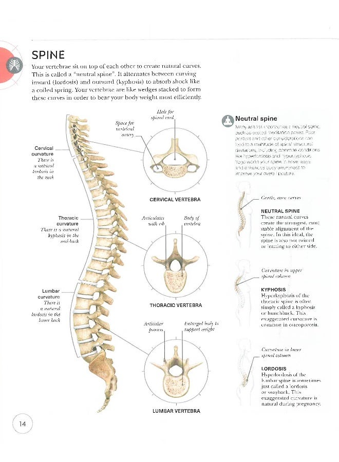 Science Of Yoga: Understand The Anatomy And Physiology To Perfect Your Practice - Image 5