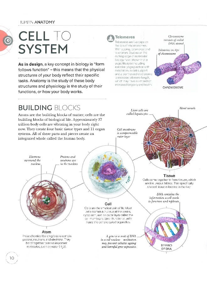 Science Of Yoga: Understand The Anatomy And Physiology To Perfect Your Practice - Image 4