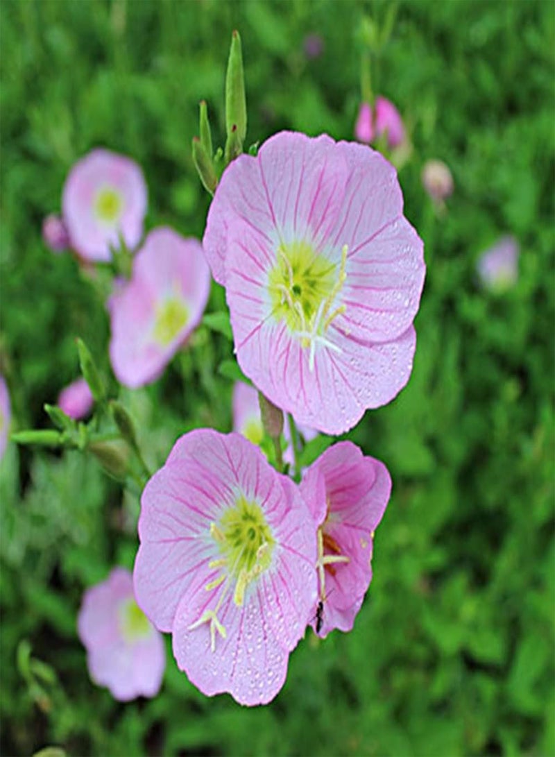 GGOOT 300Pcs Evening Primrose Flower Plants Seeds - Home Balcony Garden Bonsai Office Floral Plants Seedlings Kit Pink Seeds - Image 1