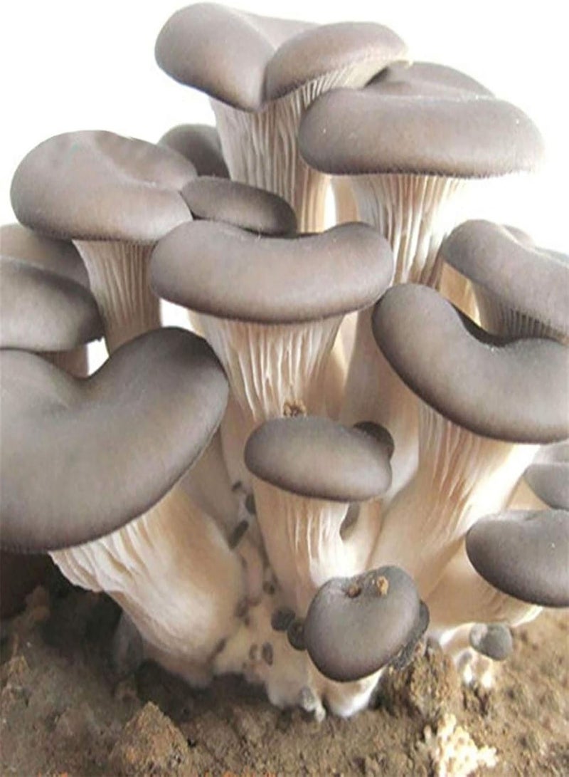GGOOT 150Pcs/Bag Mushroom Seeds Delicious Nutrious Vegetable Seeds Easy to Grow for DIY Planting - Image 2