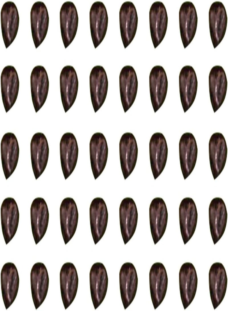 GGOOT 150Pcs/Bag Mushroom Seeds Delicious Nutrious Vegetable Seeds Easy to Grow for DIY Planting - Image 5