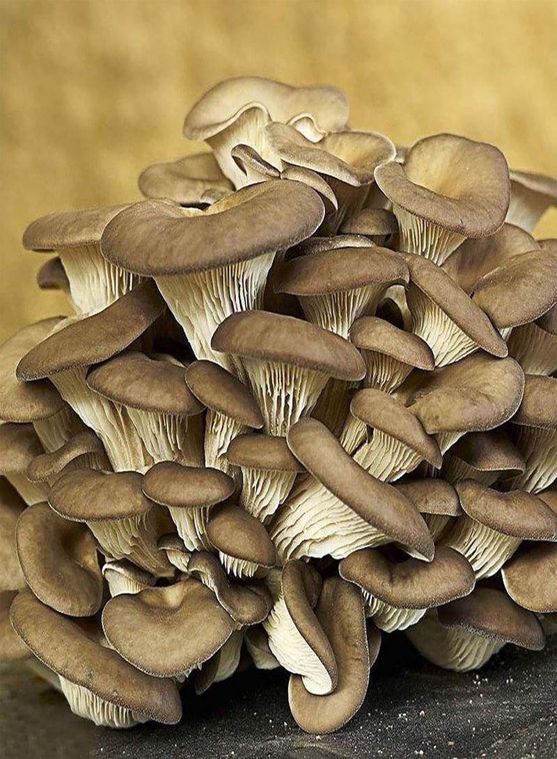 GGOOT 150Pcs/Bag Mushroom Seeds Delicious Nutrious Vegetable Seeds Easy to Grow for DIY Planting - Image 4