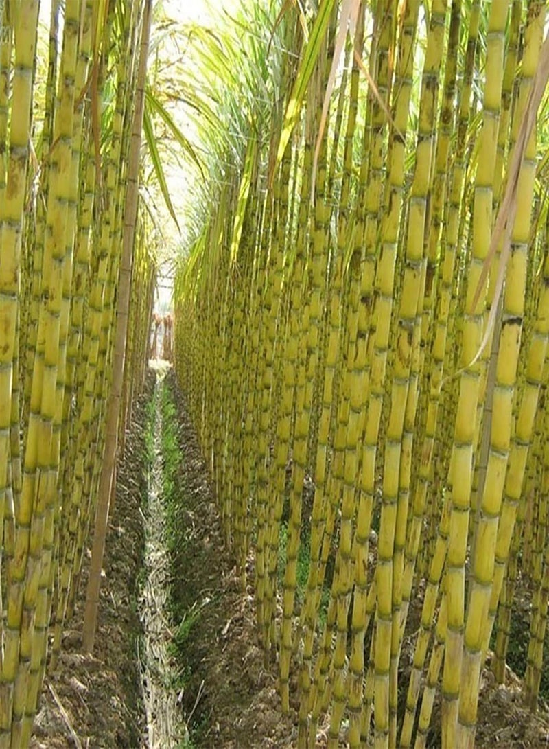 50Pcs/Bag Sugarcane Seeds Non GMO Productive Small Rich Vitamins Sugar Cane Seeds for Garden - Green Sugarcane Seeds