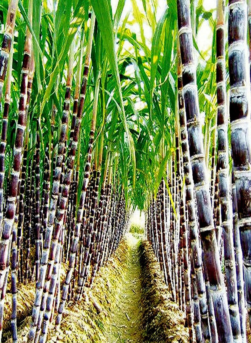 50Pcs/Bag Sugarcane Seeds Non GMO Productive Small Rich Vitamins Sugar Cane Seeds for Garden - Green Sugarcane Seeds
