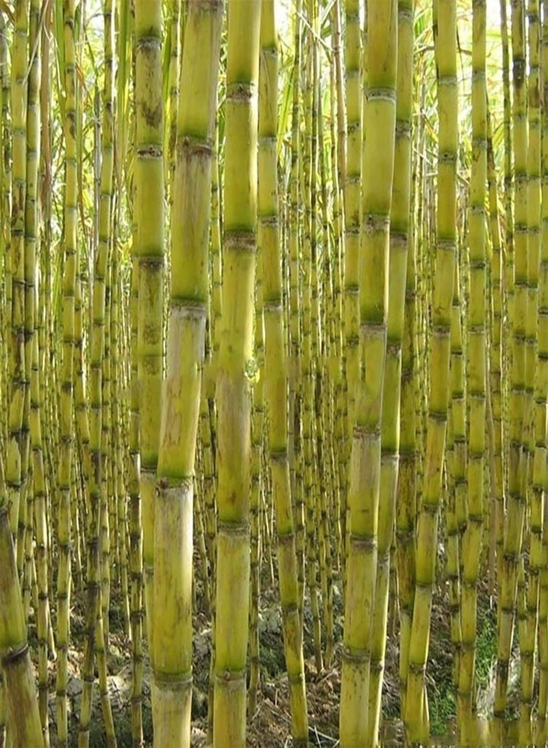 50Pcs/Bag Sugarcane Seeds Non GMO Productive Small Rich Vitamins Sugar Cane Seeds for Garden - Green Sugarcane Seeds
