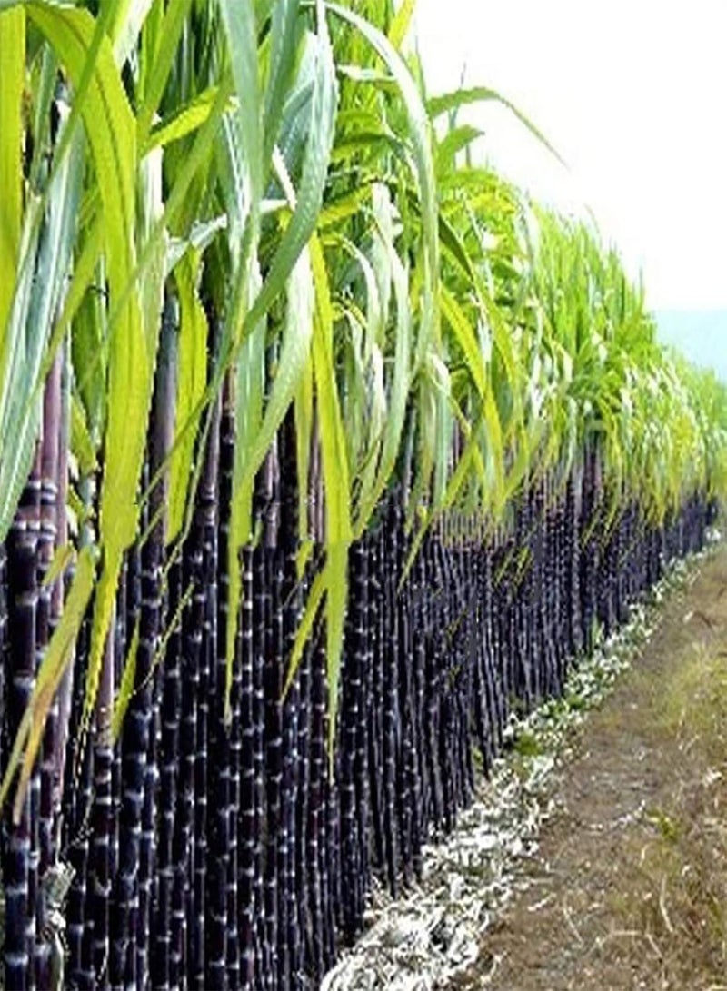 50Pcs/Bag Sugarcane Seeds Non GMO Productive Small Rich Vitamins Sugar Cane Seeds for Garden - Green Sugarcane Seeds