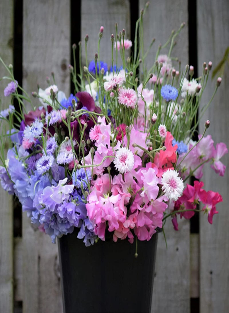 GGOOT 50 UK Mixed Cornflower Seeds for Planting Growing Blue Purple Pink White Flowers - Image 2