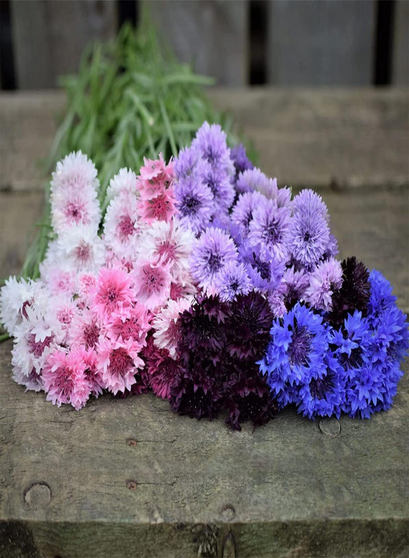 GGOOT 50 UK Mixed Cornflower Seeds for Planting Growing Blue Purple Pink White Flowers - Image 1