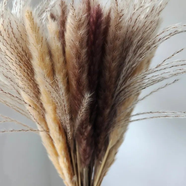 Bluejw Natural Dried Pampas Grass Bouquet - Real Cotton & Boho Flowers, Preserved Mixed Arrangement, Home Decor, Valentine's Day Gift, Dried Plants - Image 4
