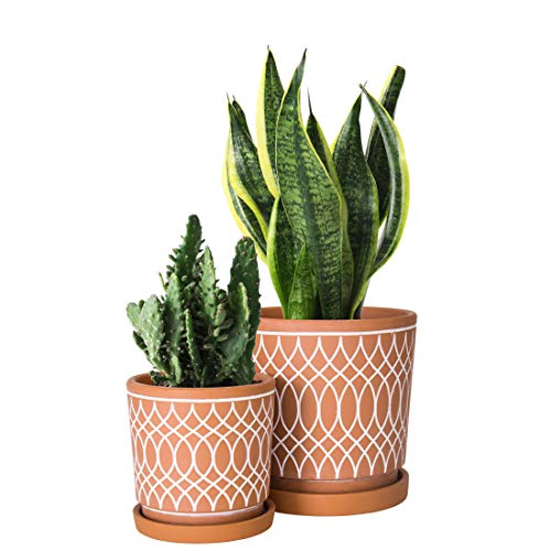 D'vine Dev Set of 2 Terracotta Pots, 4 Inch and 6 Inch, Planter Pots for Plants with Drainage Holes and Saucers, Terracotta/White, 31-958-C-1 - Image 2