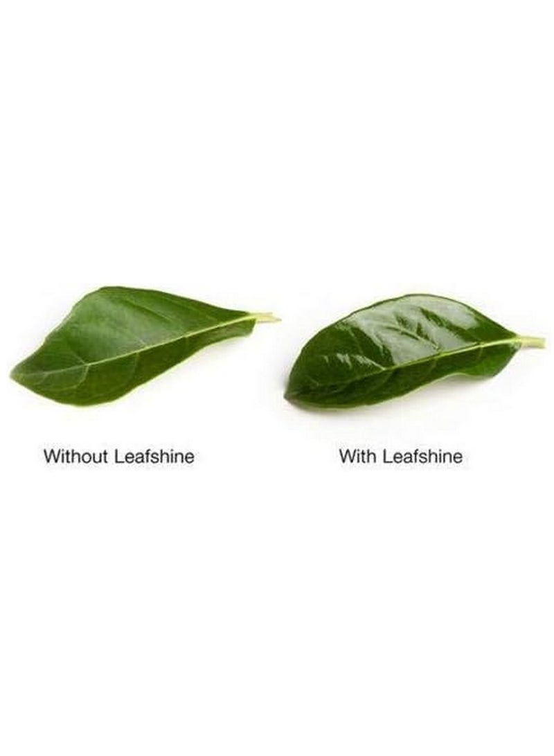 Oasis Leafshine Scent Free Clear Spray For Plants And Flowers 600 ML - Image 2