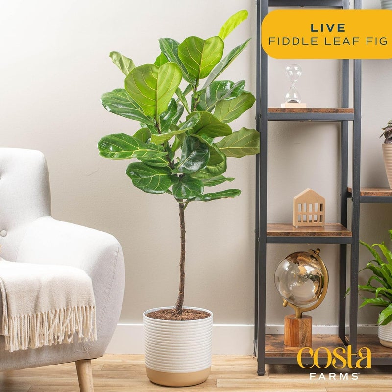 Costa Farms Fiddle Leaf Fig Tree Live Plant in Plastic Pot, Large Indoor Houseplant, Perfect for Home, Room, or Office Decor, Great House Warming or Birthday Gift, 5-6 Feet Tall - Image 3