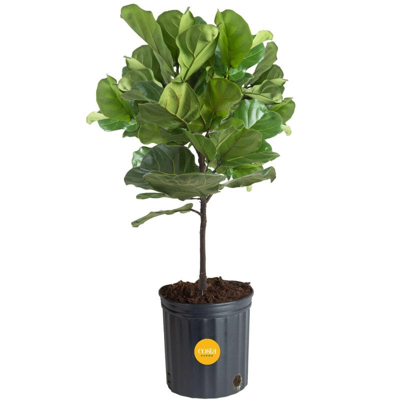Costa Farms Fiddle Leaf Fig Tree Live Plant in Plastic Pot, Large Indoor Houseplant, Perfect for Home, Room, or Office Decor, Great House Warming or Birthday Gift, 5-6 Feet Tall - Image 1