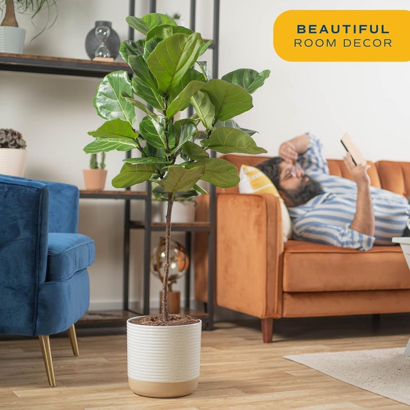 Costa Farms Fiddle Leaf Fig Tree Live Plant in Plastic Pot, Large Indoor Houseplant, Perfect for Home, Room, or Office Decor, Great House Warming or Birthday Gift, 5-6 Feet Tall - Image 4