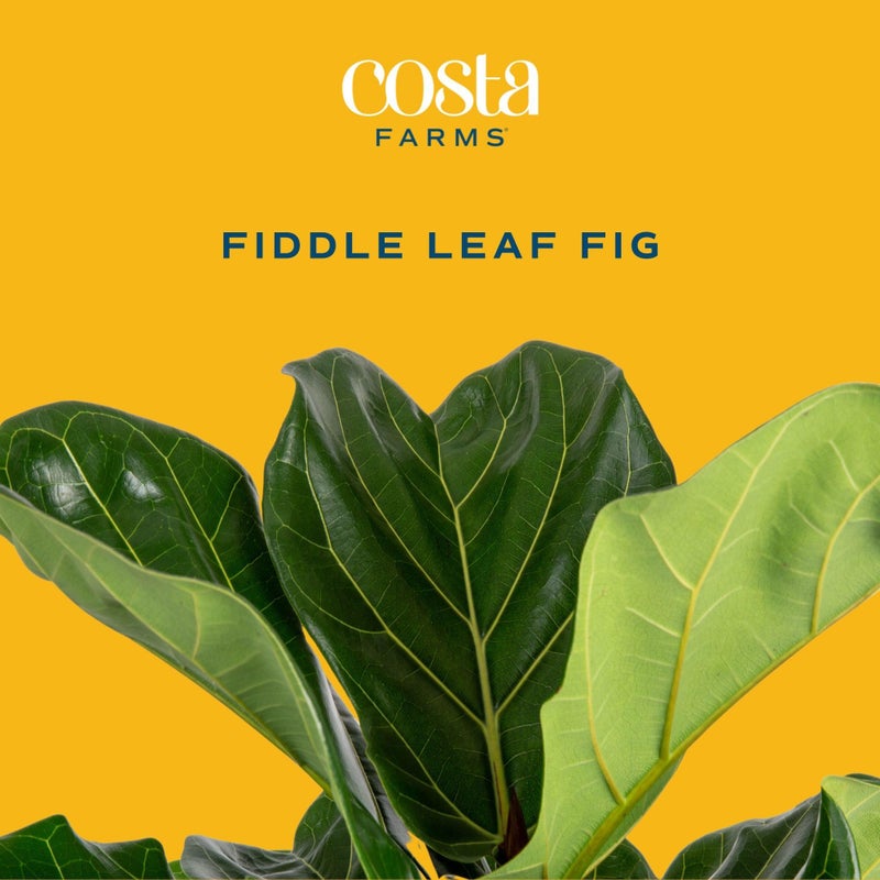 Costa Farms Fiddle Leaf Fig Tree Live Plant in Plastic Pot, Large Indoor Houseplant, Perfect for Home, Room, or Office Decor, Great House Warming or Birthday Gift, 5-6 Feet Tall - Image 2