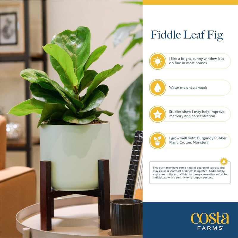 Costa Farms Fiddle Leaf Fig Tree Live Plant in Plastic Pot, Large Indoor Houseplant, Perfect for Home, Room, or Office Decor, Great House Warming or Birthday Gift, 5-6 Feet Tall - Image 5