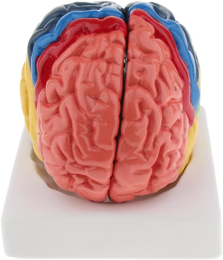 klarako Model of Brain Tissue Atomy in the of Cerebral Cortex - Image 3
