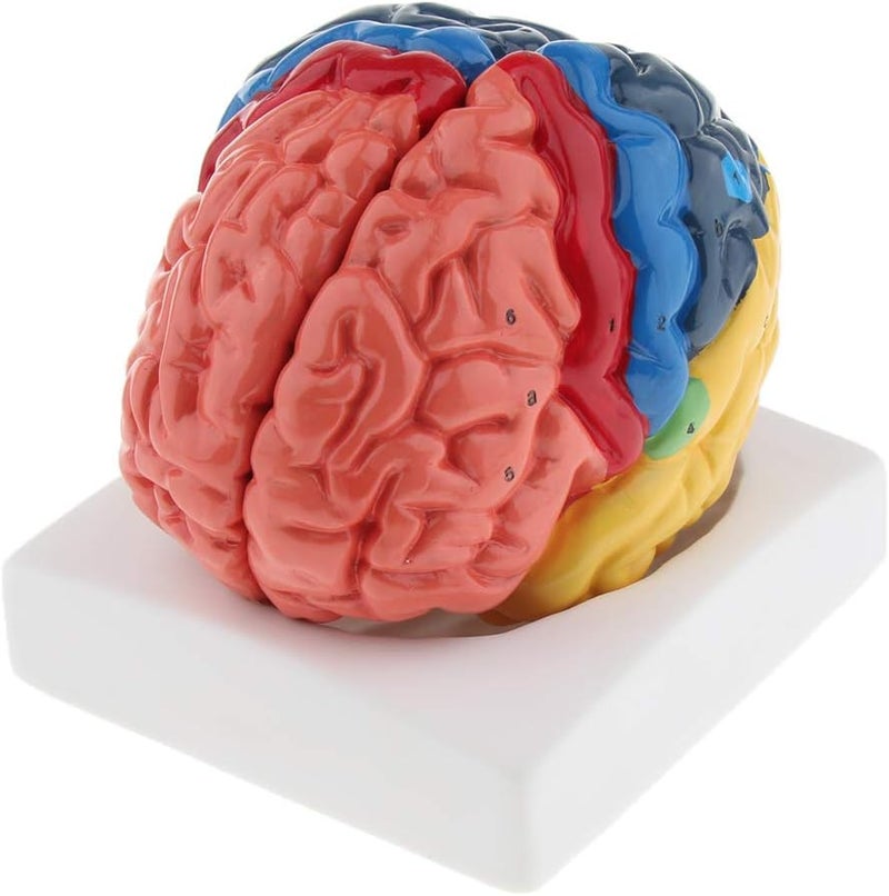 klarako Model of Brain Tissue Atomy in the of Cerebral Cortex - Image 4