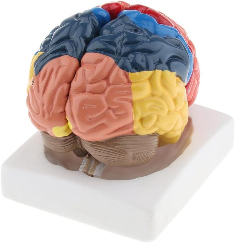 klarako Model of Brain Tissue Atomy in the of Cerebral Cortex - Image 1
