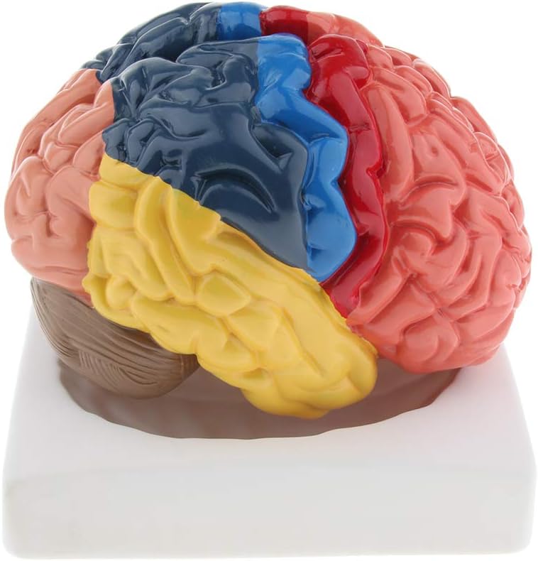 klarako Model of Brain Tissue Atomy in the of Cerebral Cortex - Image 2