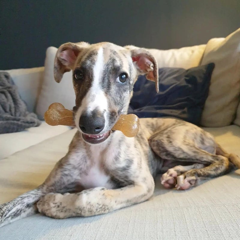 Nylabone عظمة مضغ نيلابون للجرو، ألعاب لجروهات التسنين، بنكهة الدجاج، متوسطة، حتى 35 رطل، 1 قطعة - Image 2