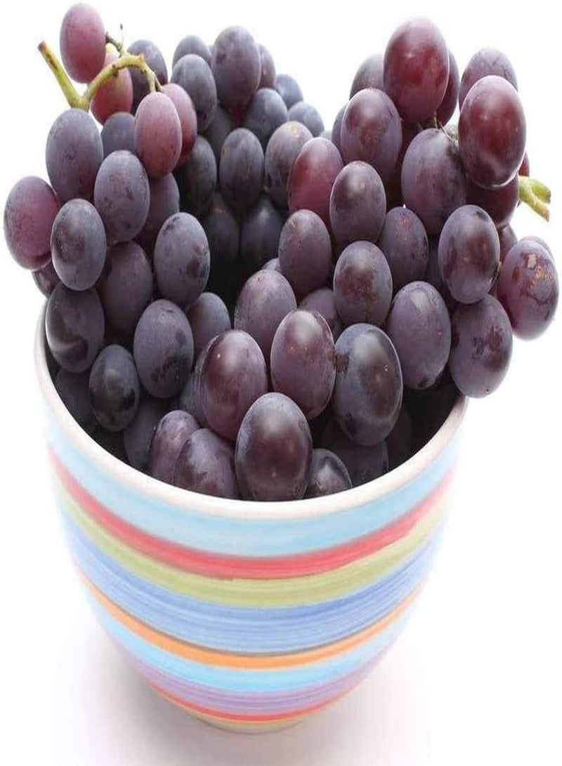 GGOOT 20pcs graines de Raisin Violet Meilleur choix Pour Balcon Jardin toit décoration niveau d'entrée Fruits apporte un Sentiment d'accomplissement cultive l'intérêt Pour la Plantation - Image 2