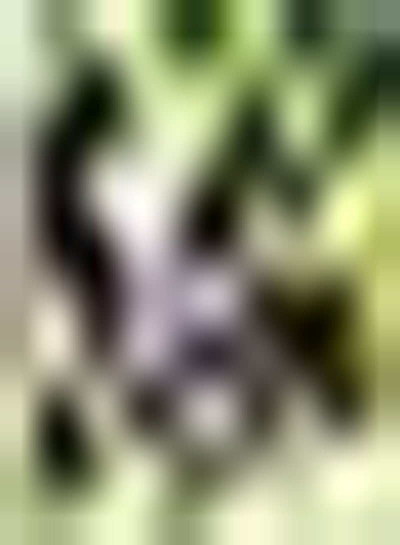 GGOOT 20pcs graines de Raisin Violet Meilleur choix Pour Balcon Jardin toit décoration niveau d'entrée Fruits apporte un Sentiment d'accomplissement cultive l'intérêt Pour la Plantation - Image 1