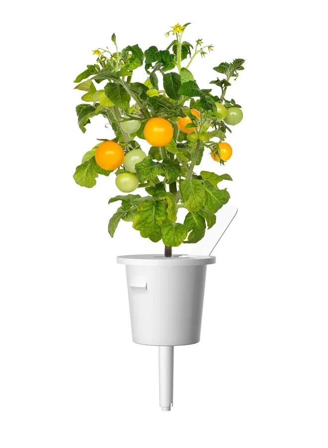 Click & Grow CLICK & GROW YELLOW MINI TOMATO SMART GARDEN REFIL