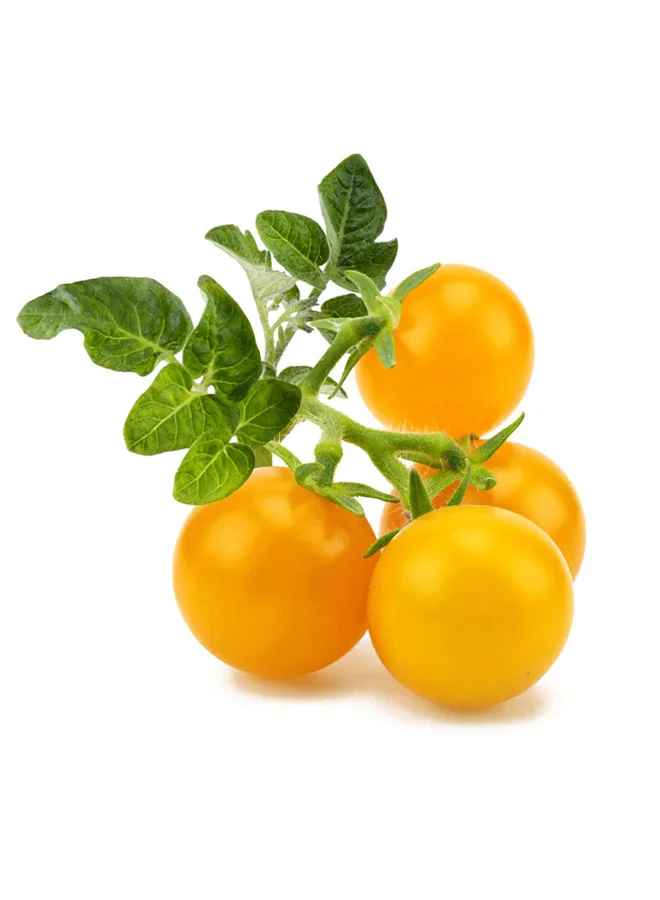 Click & Grow CLICK & GROW YELLOW MINI TOMATO SMART GARDEN REFIL