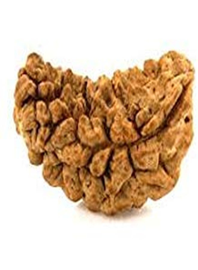 TheGalaxy Gallery 1 Mukhi (Kaju Dana) Deluxe Quality Nepal Rudraksha by Lab Certified - Image 3