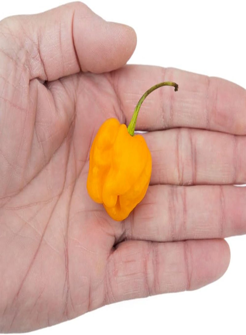 GGOOT Scotch Bonnet Foodarama Yellow pcs 10 Chilli Seeds