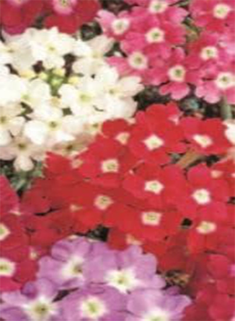 جي جوت 350 بذرة من نبات اللويزة، مزيج مثالي من زهور الحديقة، بذور زهور بسيطة، ازرع زهورك الملونة بنفسك