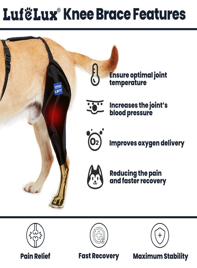 LufeLux Dog Knee Brace with Harness and Connection Belt, Lightweight and Stretchable, Support for Torn ACL Hind Leg, Luxating Patella, Reduces Arthritis Pain and Inflammation (XX-Small) - Image 2