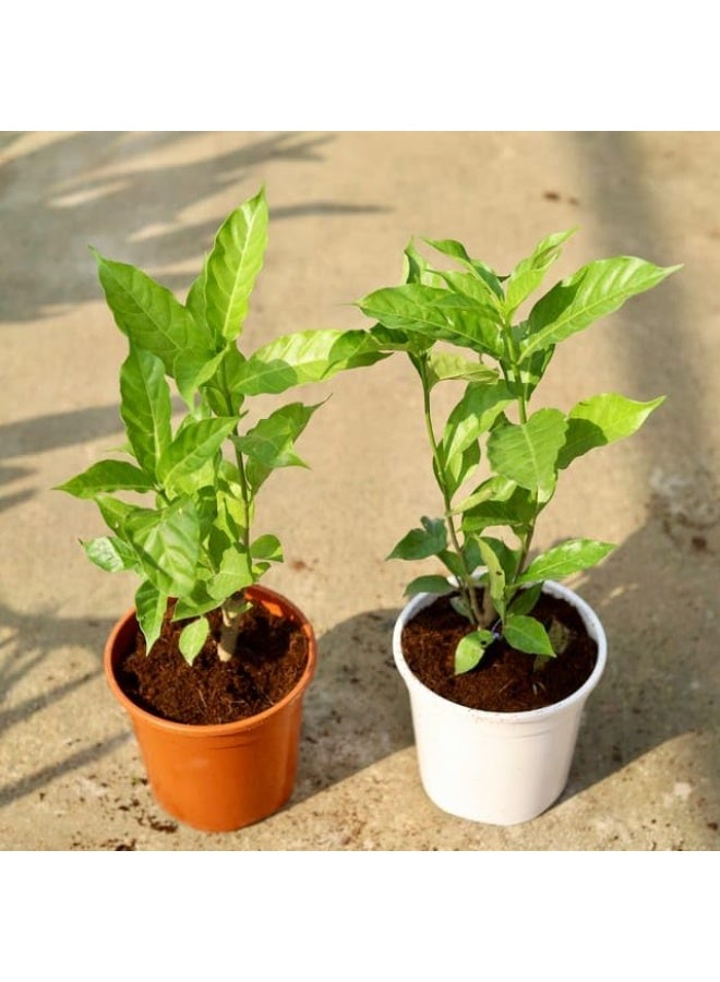 High Quality Special Soil For New Plant, Care and Repair of Lawns 2 kg - Image 3