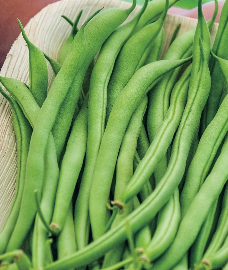 Burpee Contender Bush Bean Seeds 2 ounces of seed - Image 3