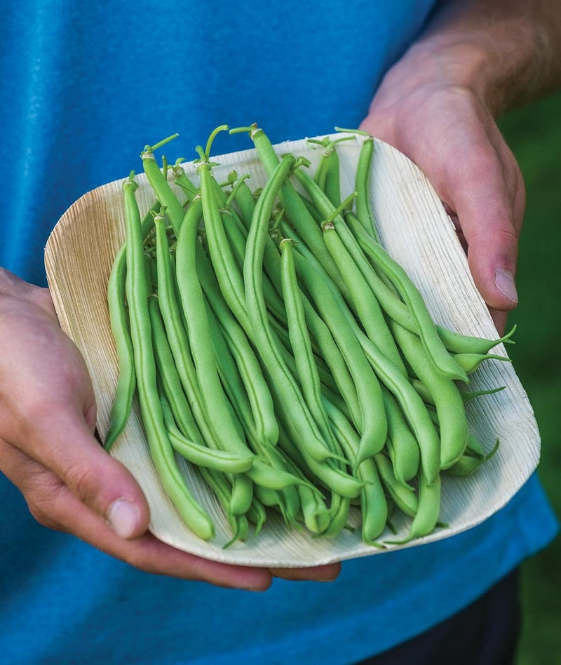 Burpee Contender Bush Bean Seeds 2 ounces of seed - Image 4