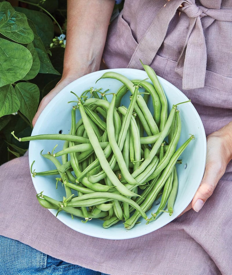 Burpee Contender Bush Bean Seeds 2 ounces of seed - Image 2