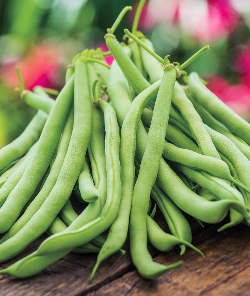 Burpee Contender Bush Bean Seeds 2 ounces of seed - Image 1