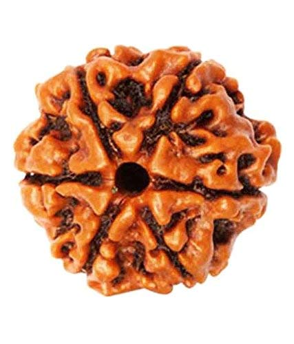 Maalavya Real Rudraksha Beads with Certificate (6 Mukhi) - Image 3