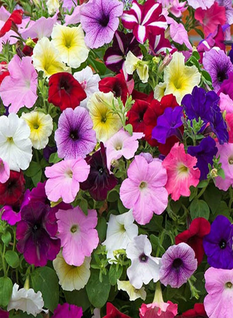 جي جوت بذور 50 بذور متنوعة متدلية، سلة معلقة، صندوق نافذة، أصيص زهور - Image 3