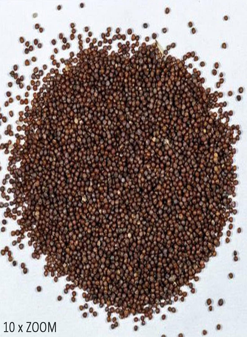 جي جوت بذور 50 بذور متنوعة متدلية، سلة معلقة، صندوق نافذة، أصيص زهور - Image 2