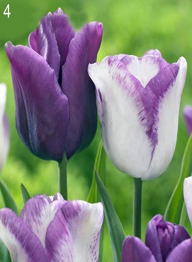 100Pcs/Bag Tulip Seeds,Natural Perennial Fragrance Bright Color Bonsai Seeds for Balcony Planting Garden Yard Outdoor 1 5