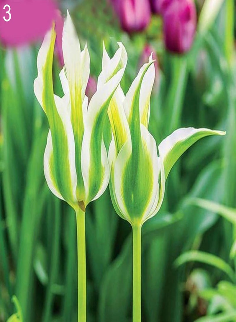100Pcs/Bag Tulip Seeds,Natural Perennial Fragrance Bright Color Bonsai Seeds for Balcony Planting Garden Yard Outdoor 1 5