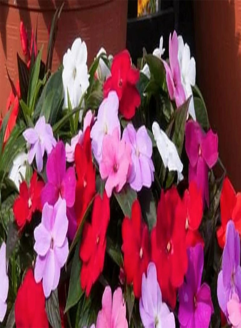 جي جوت 180 بذرة زهرة - Impetiens - Busy Lizzie - Walleriana