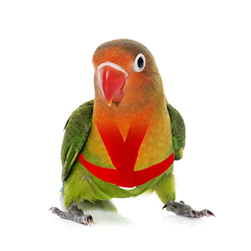 VANTRONIK VANFAVORI Adjustable Bird Harness with 80 Inch Leash, XS Size for Peony Parrot Love Bird Weight 45-65 Grams with Outdoor Flying Training Rope, Red - Image 2