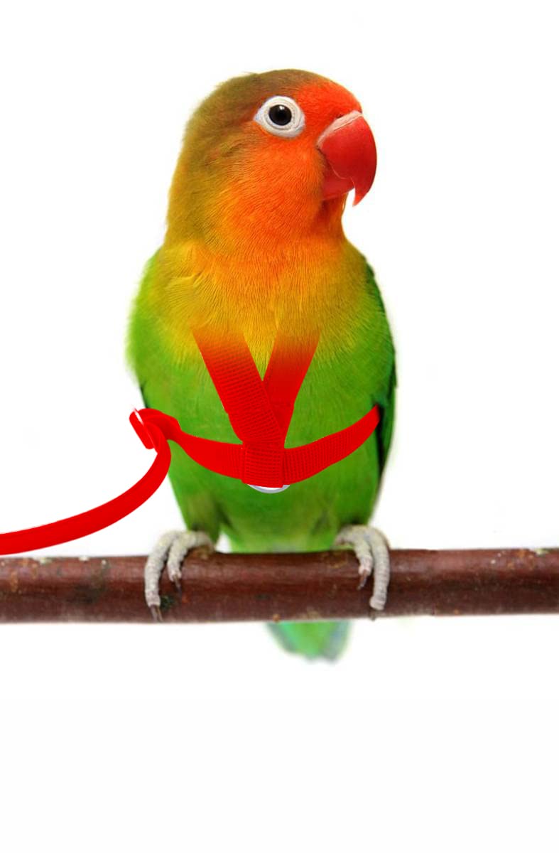 VANTRONIK VANFAVORI Adjustable Bird Harness with 80 Inch Leash, XS Size for Peony Parrot Love Bird Weight 45-65 Grams with Outdoor Flying Training Rope, Red - Image 3