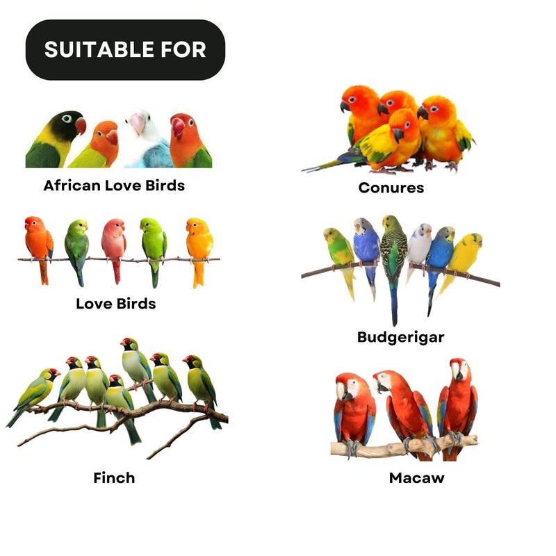 TUNAI SF+ Birds Bite Natural Seeds Pet Birds Food | Offers Essential Nutrients | Suitable for African Love Birds, Conures, Love Birds, Budgerigar, Finch and Macaws (800gms, Natural Seeds) - Image 3