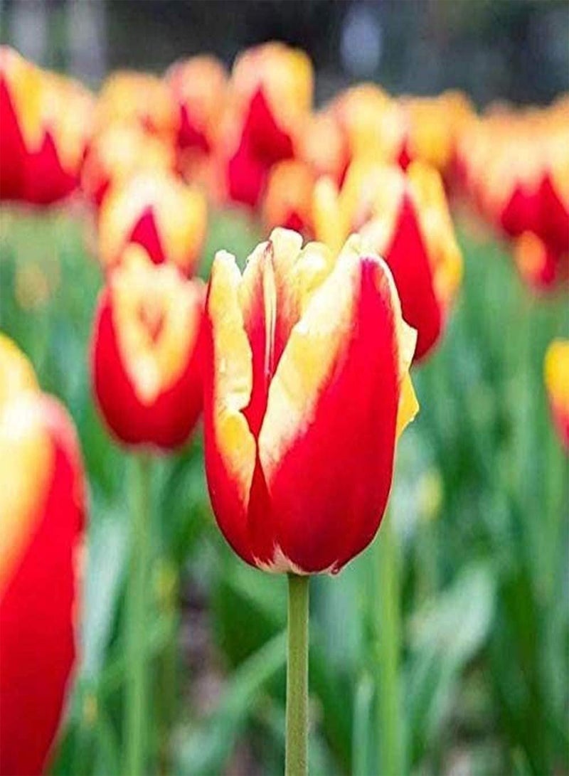 جي جوت 12 قطعة من بذور توليب، زهور حمراء موروثة، مظهر مثالي للحديقة والتراس والفناء، هدية للبستاني لتزيين الحديقة الخارجية - Image 3